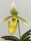 Paphiopedilum fowliei var. album 'New Wave' x self 